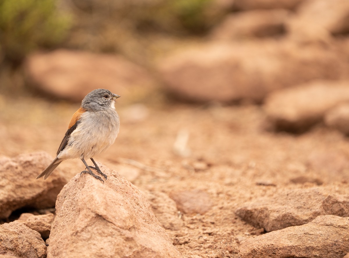 Red-backed Sierra Finch - ML620809413