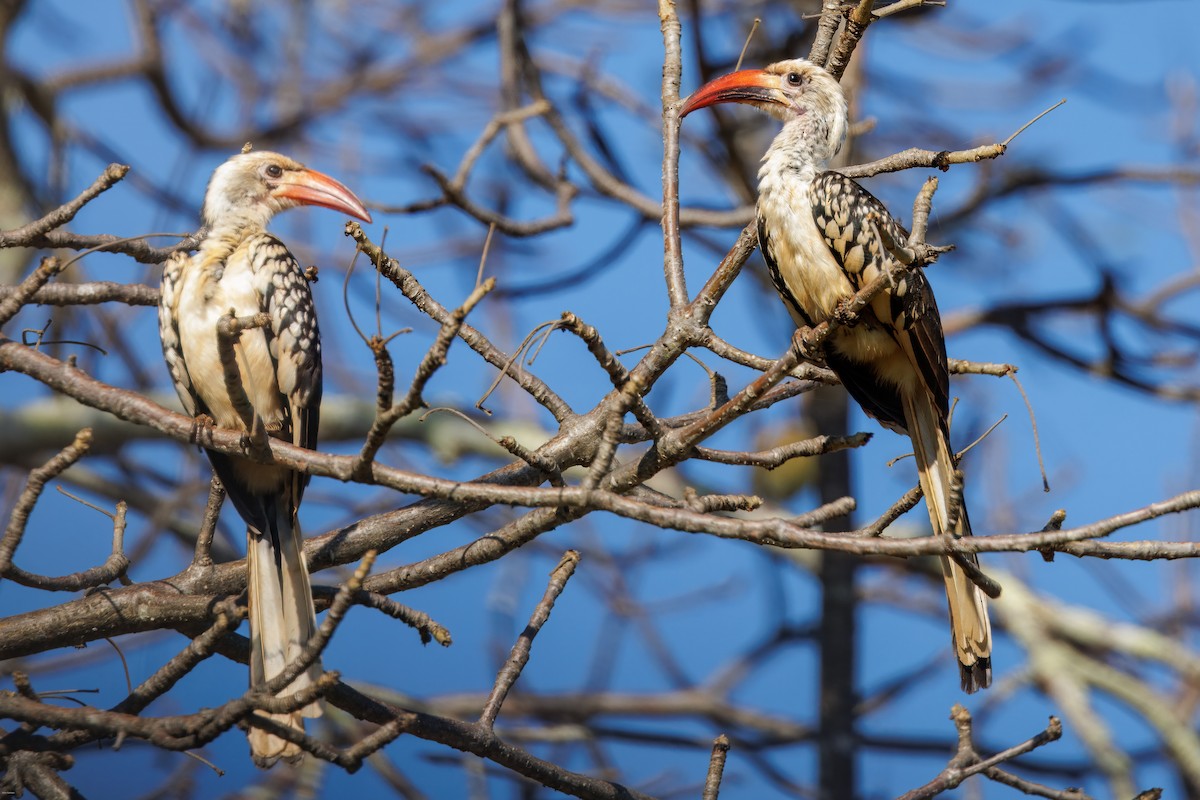 Northern Red-billed Hornbill - ML620809415