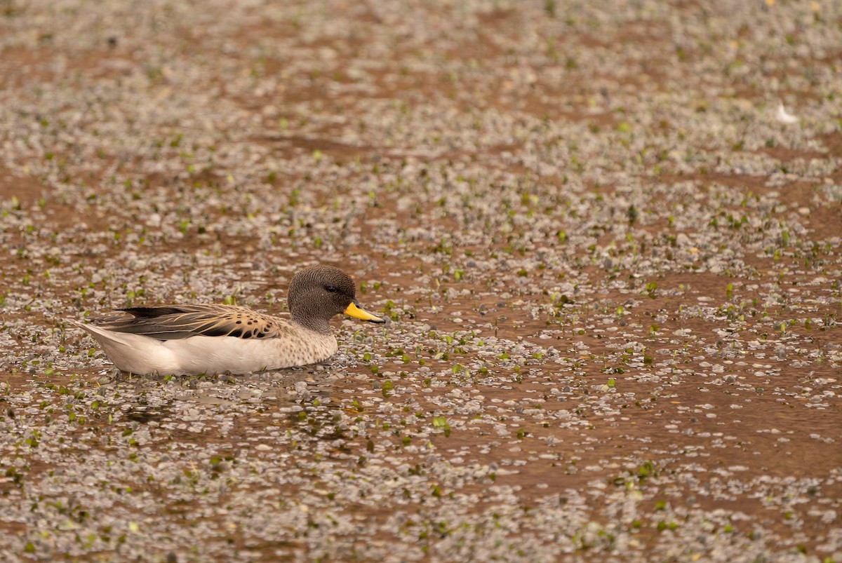 Yellow-billed Teal (oxyptera) - ML620809416