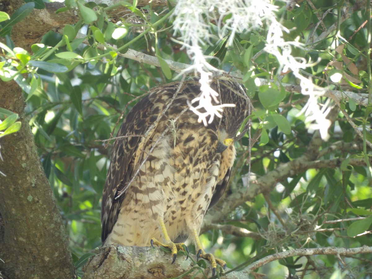 Red-shouldered Hawk (lineatus Group) - ML620809417