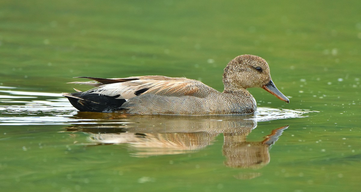 Gadwall - ML620809418