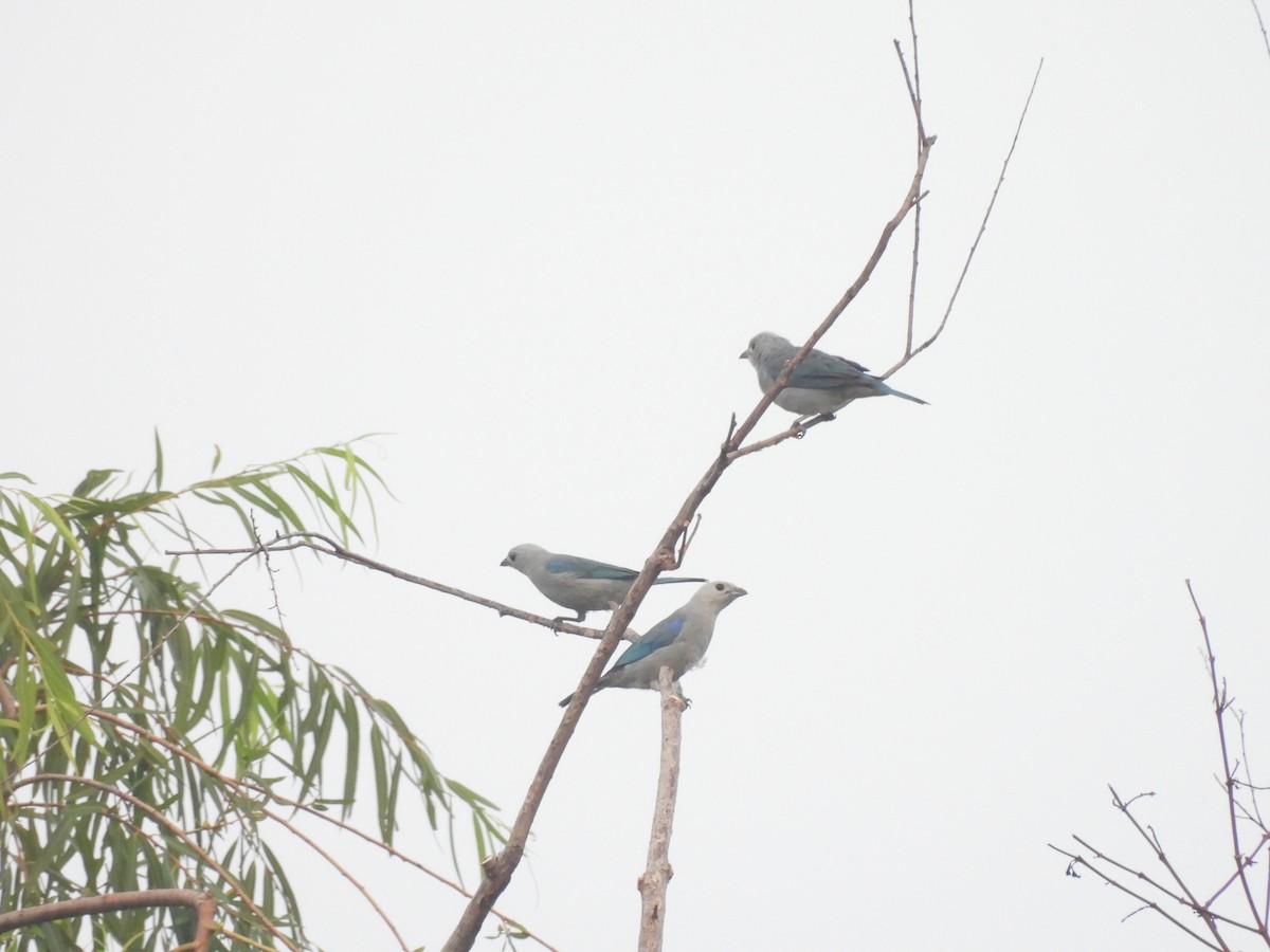 Blue-gray Tanager - ML620809421