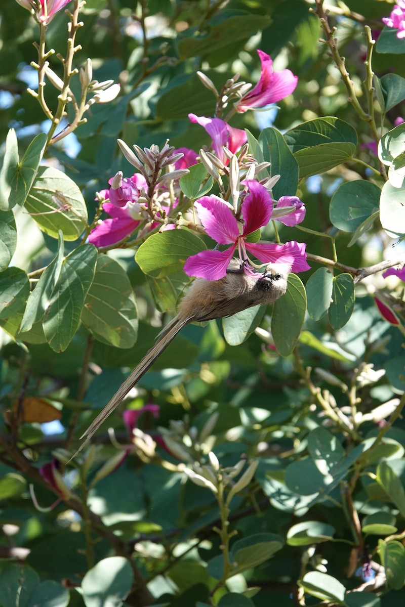 Speckled Mousebird - ML620809424