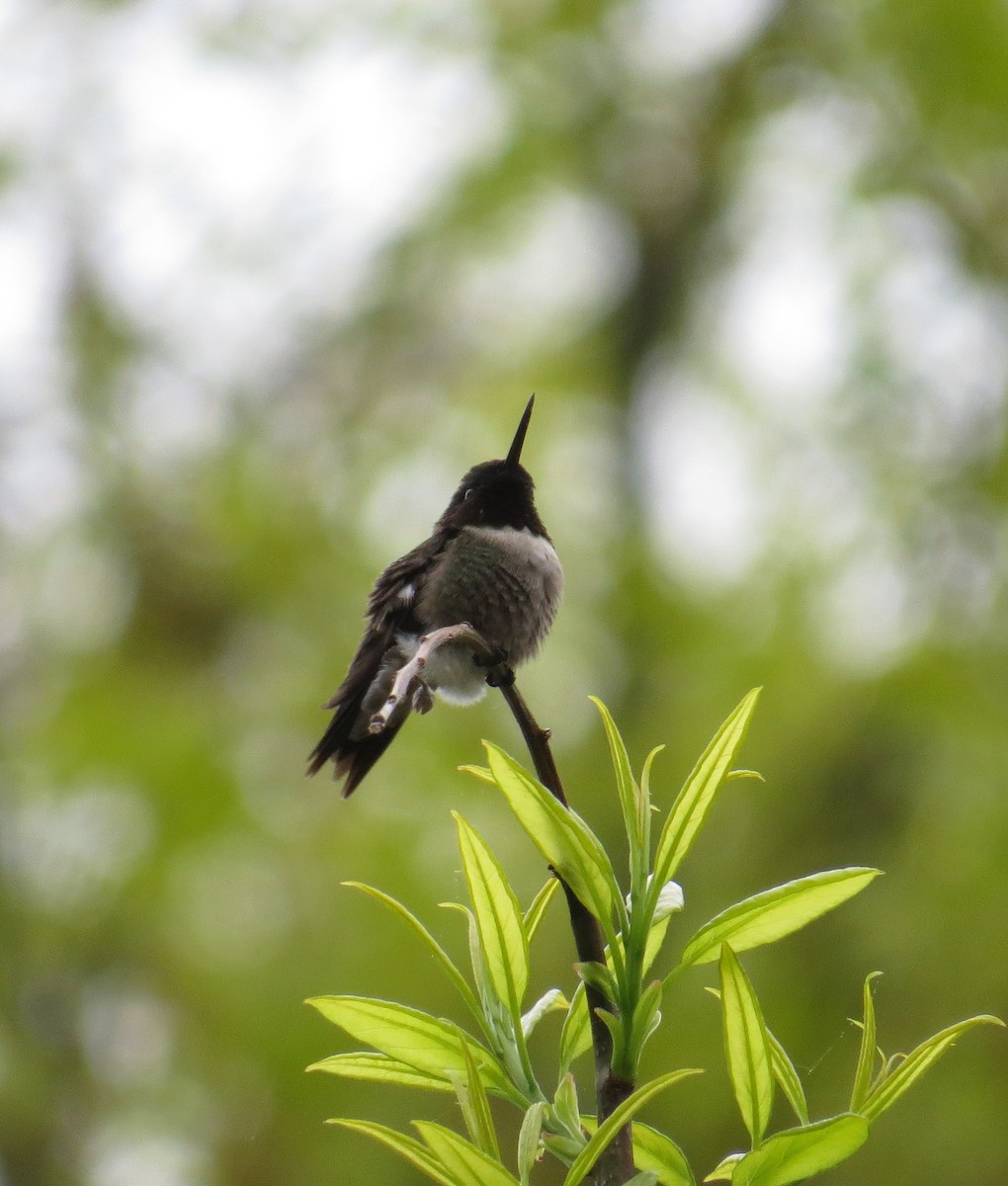 Ruby-throated Hummingbird - ML620809425