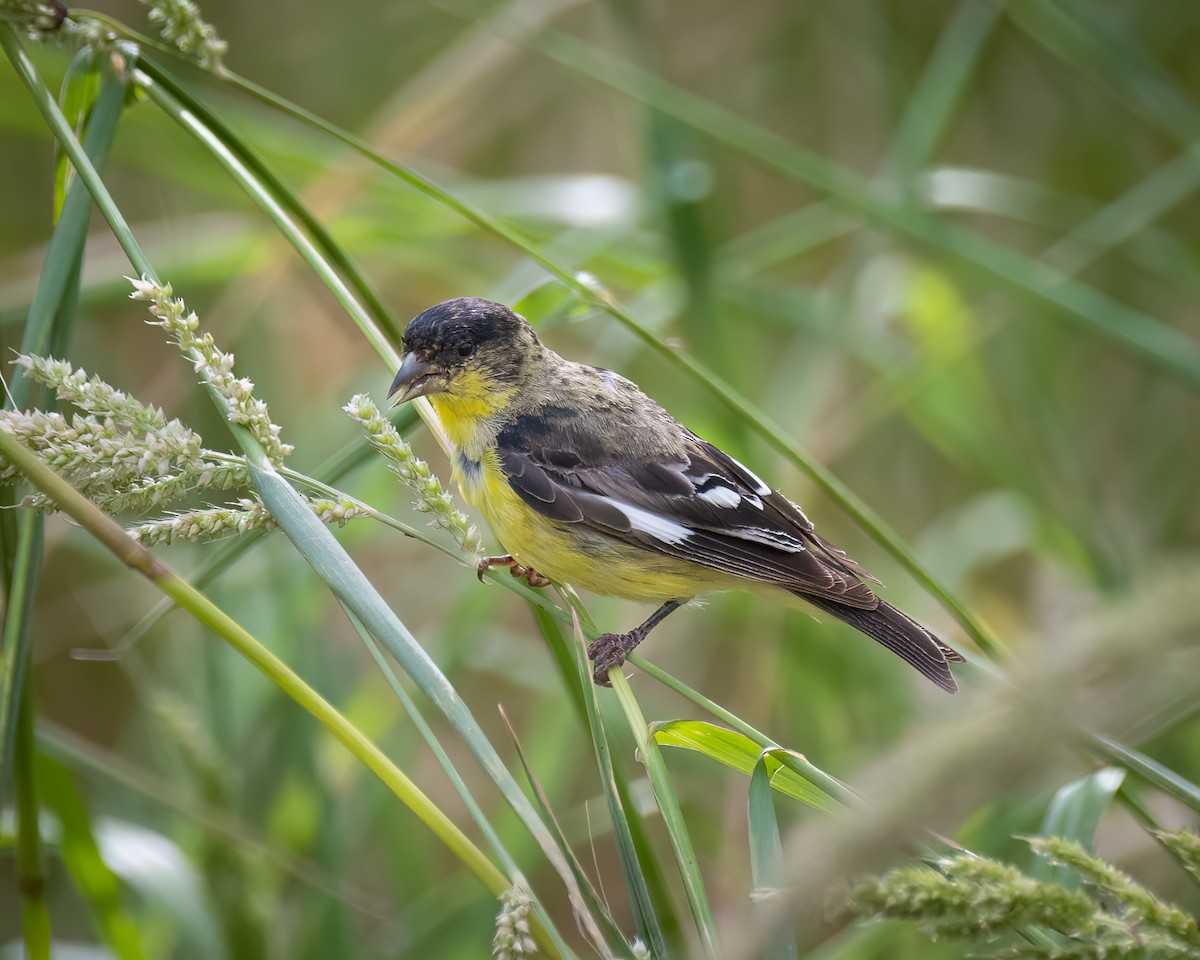 Lesser Goldfinch - ML620809426