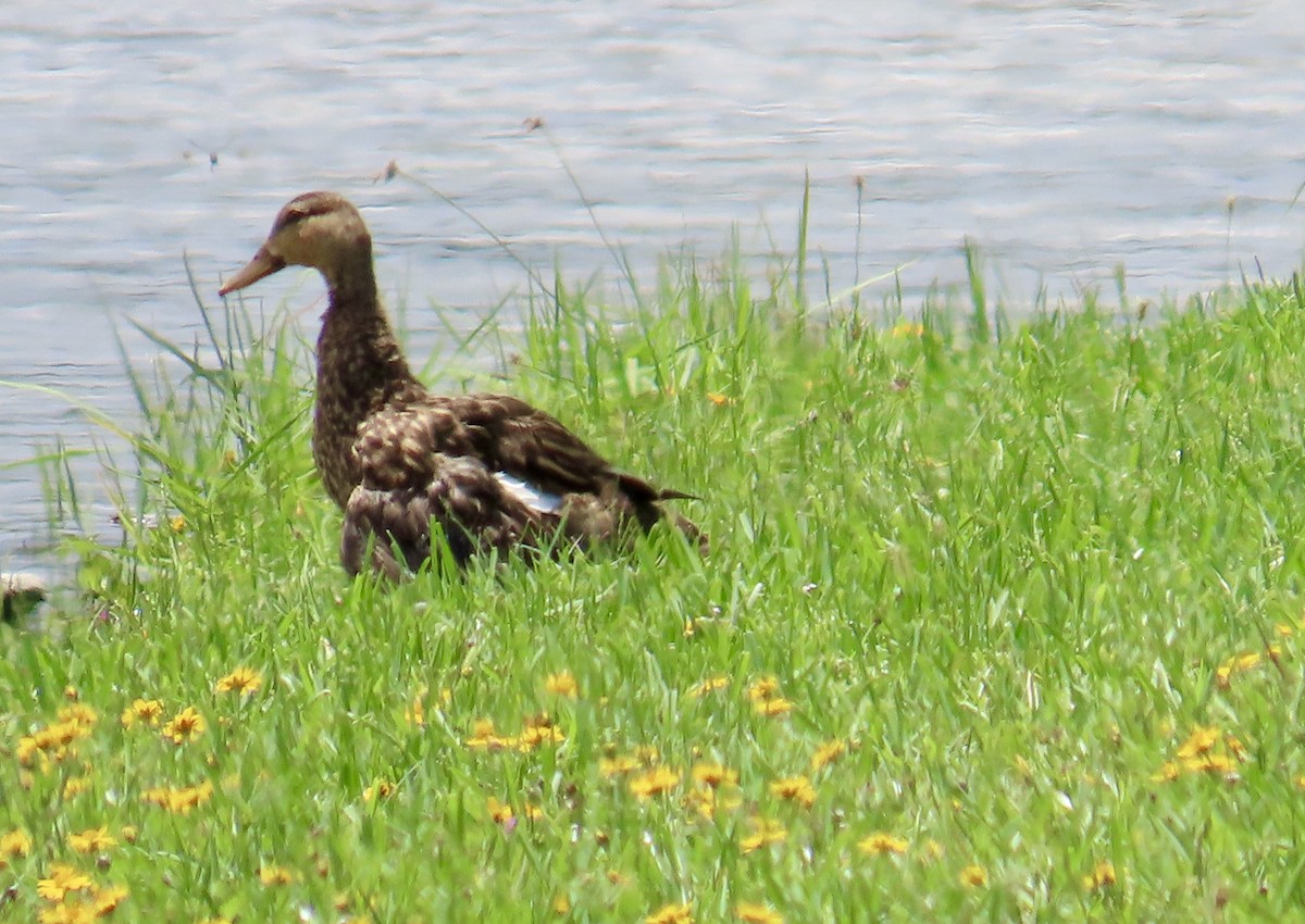 Mottled Duck - ML620809428