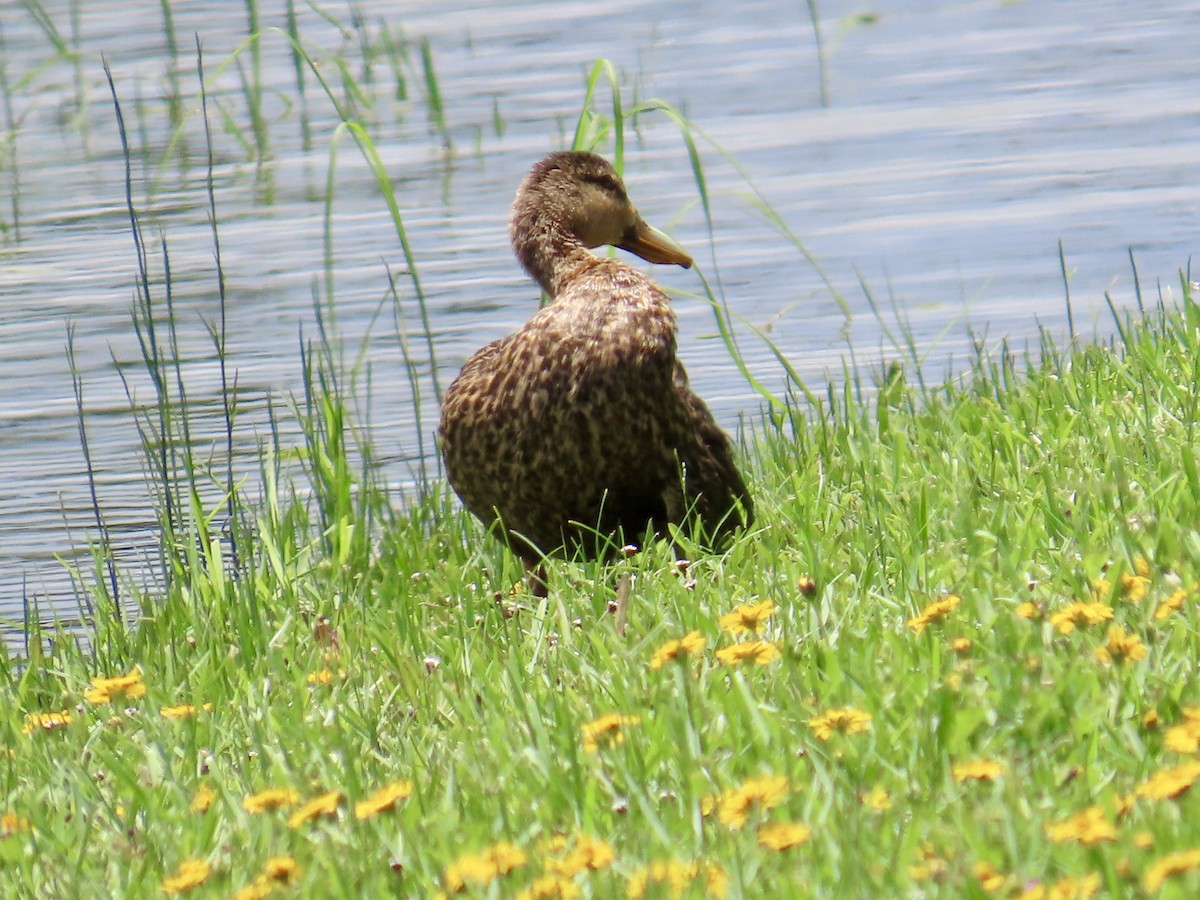 Mottled Duck - ML620809429