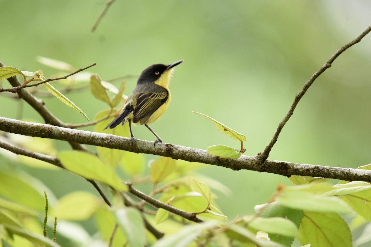 Common Tody-Flycatcher - ML620809432