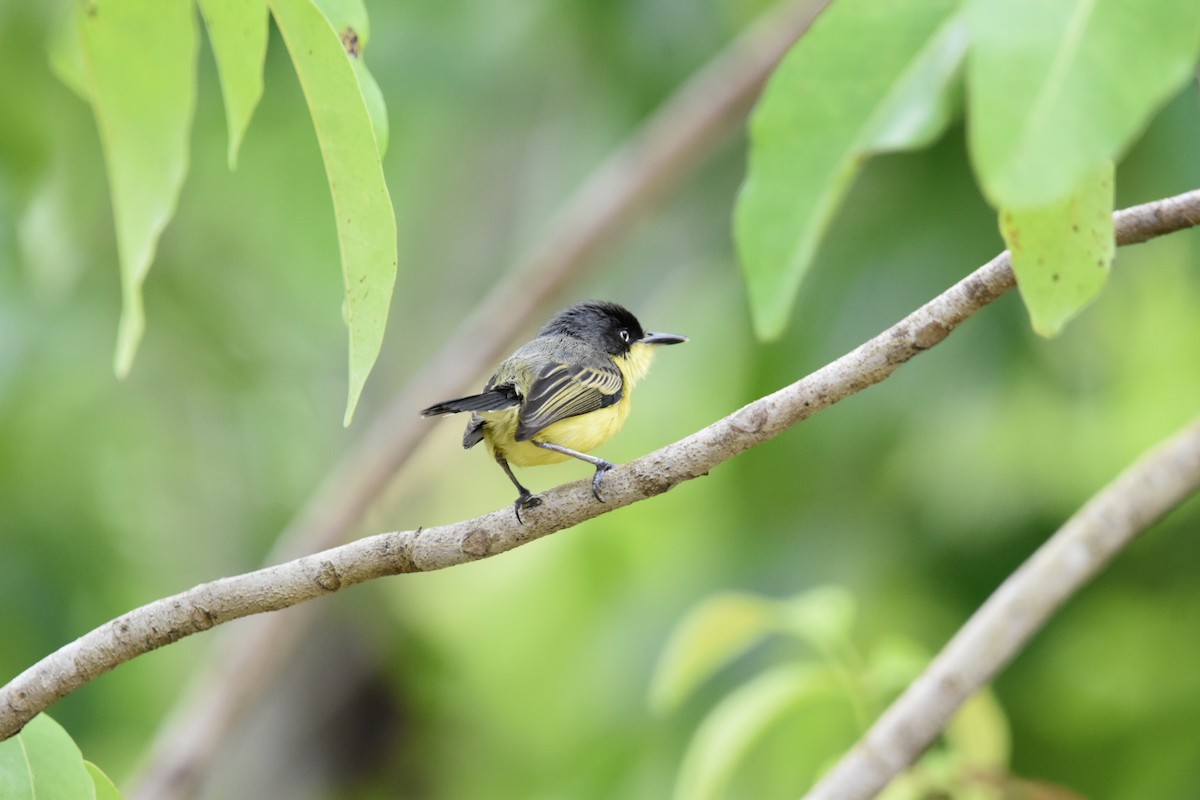 Common Tody-Flycatcher - ML620809433