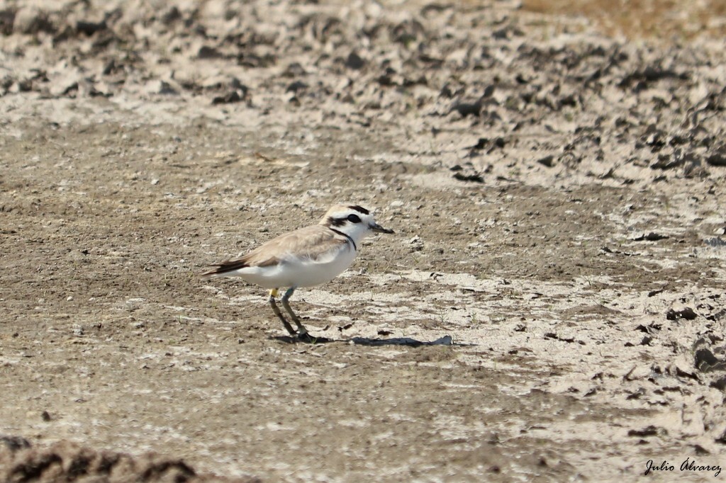 Snowy Plover - Julio Alejandro Alvarez Ruiz