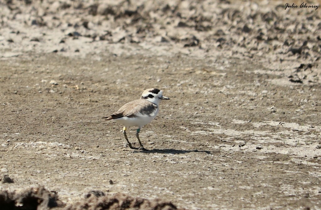 Snowy Plover - ML620809436