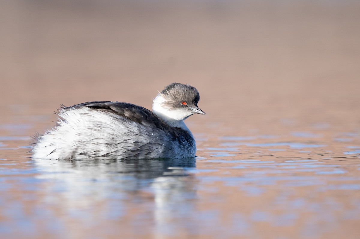 Silvery Grebe - ML620809446