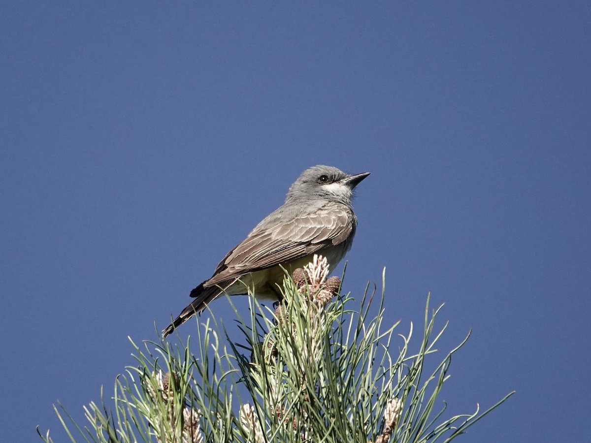 Cassin's Kingbird - ML620809447