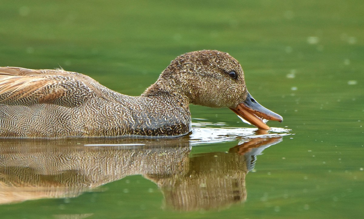 Gadwall - ML620809449