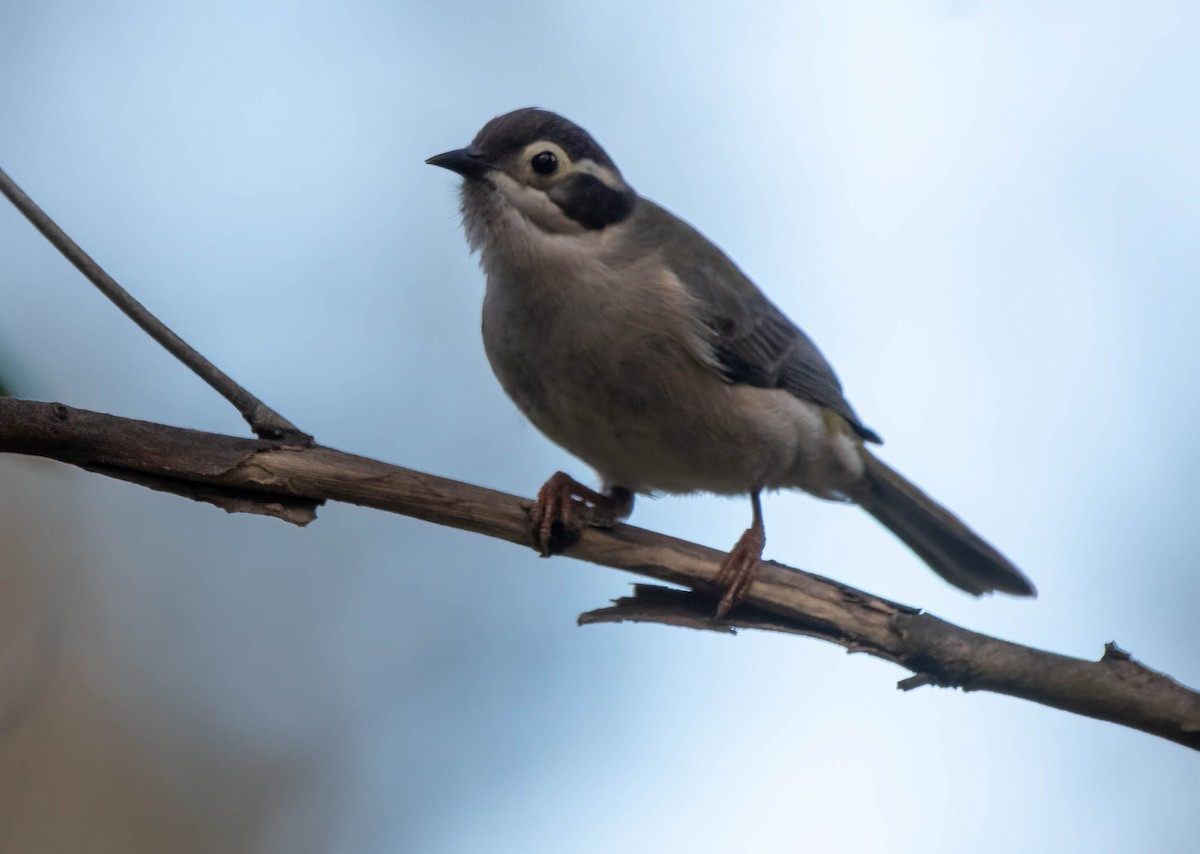 Brown-headed Honeyeater - Gordon Arthur