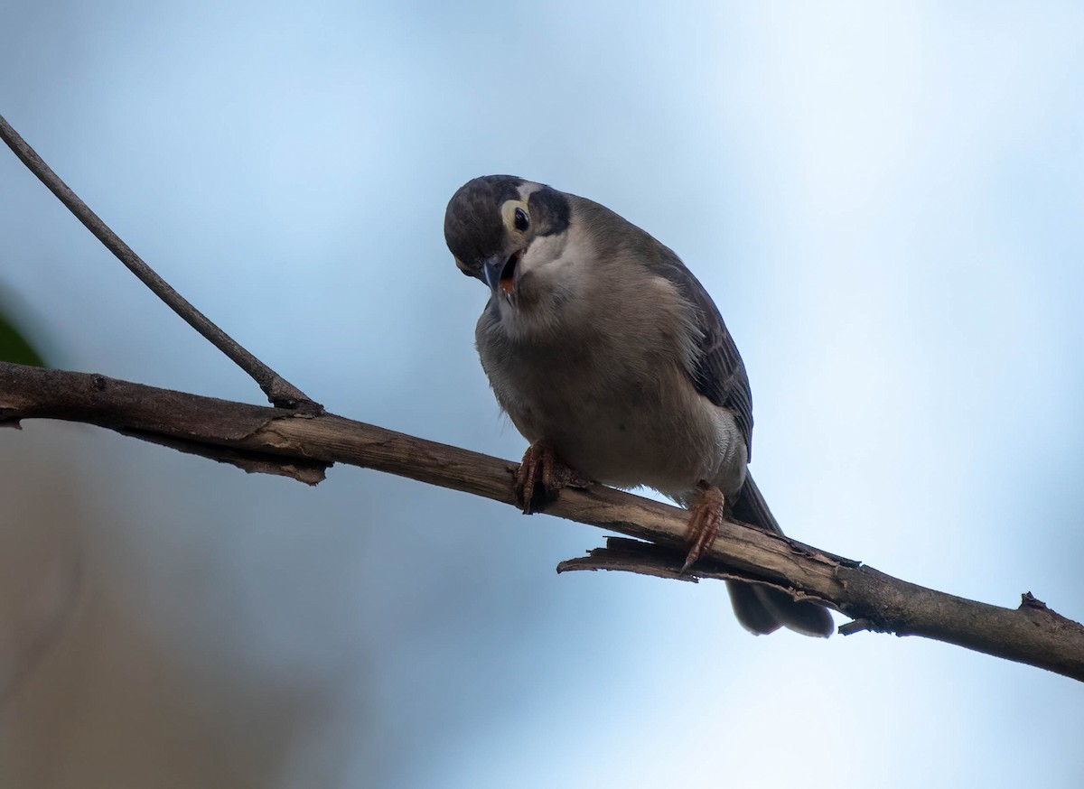 Brown-headed Honeyeater - ML620809453