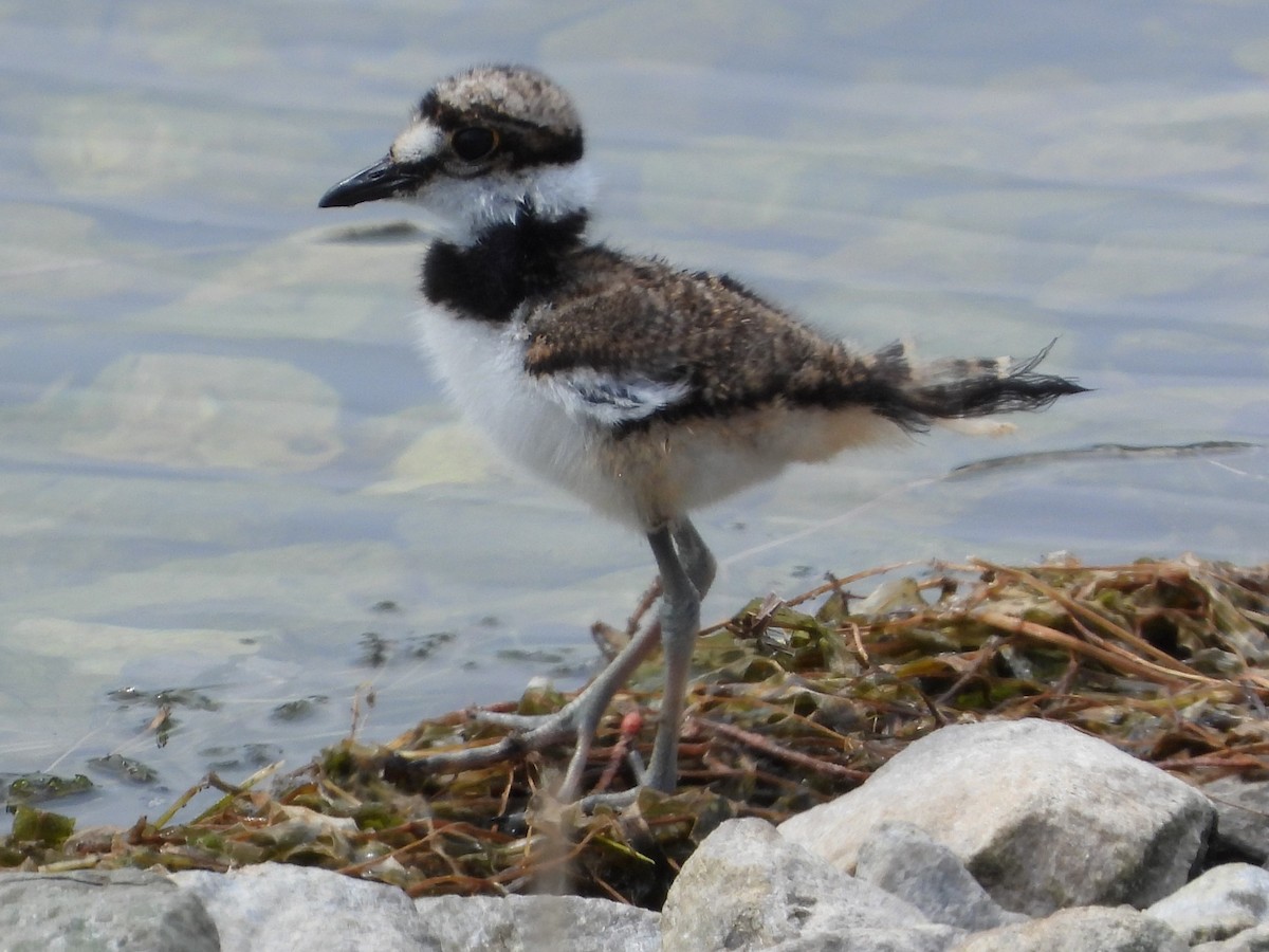 Killdeer - Steve & Josette Bonamo