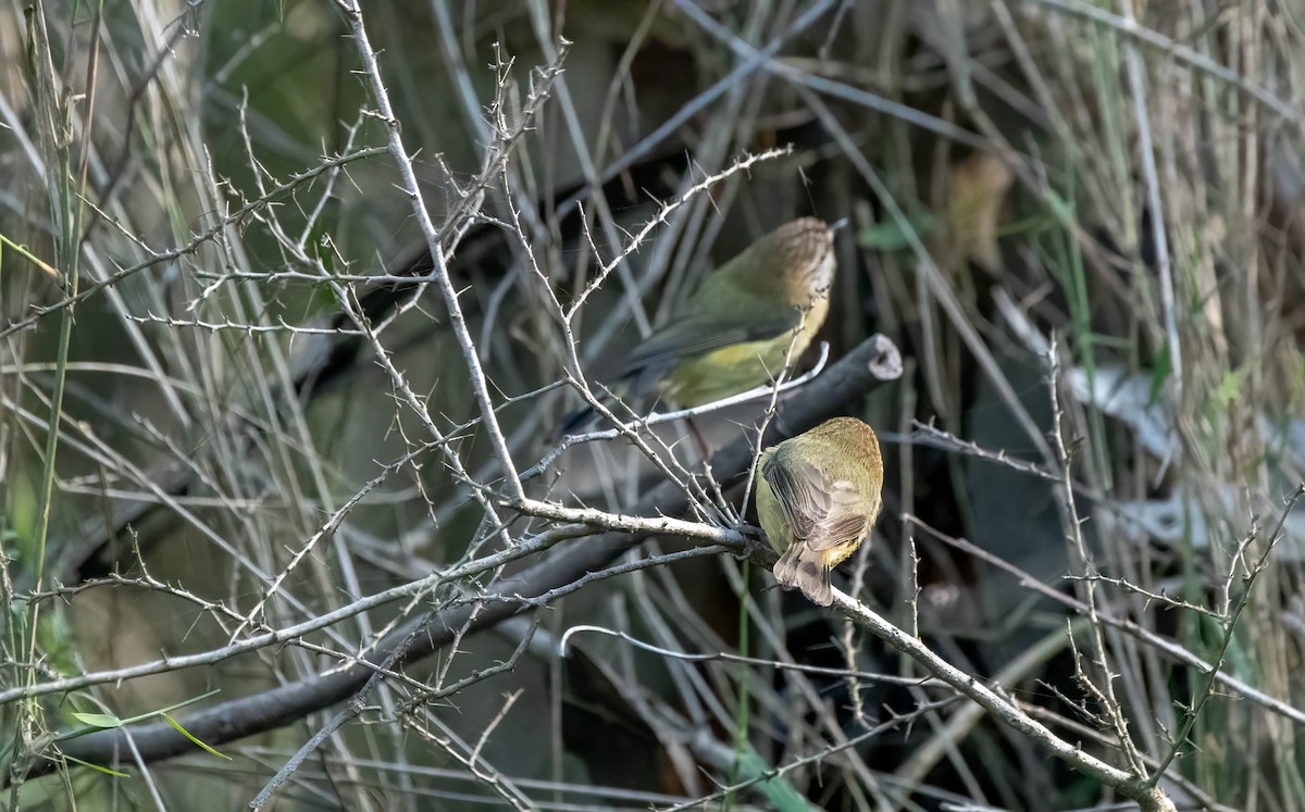 Striated Thornbill - ML620809461