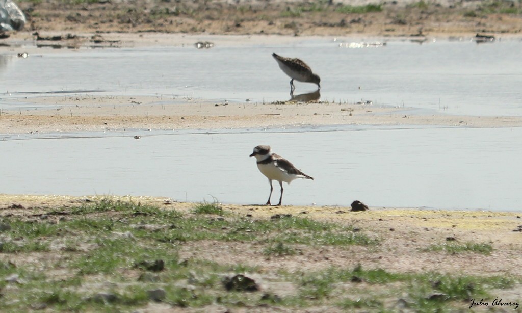 Semipalmated Plover - ML620809467