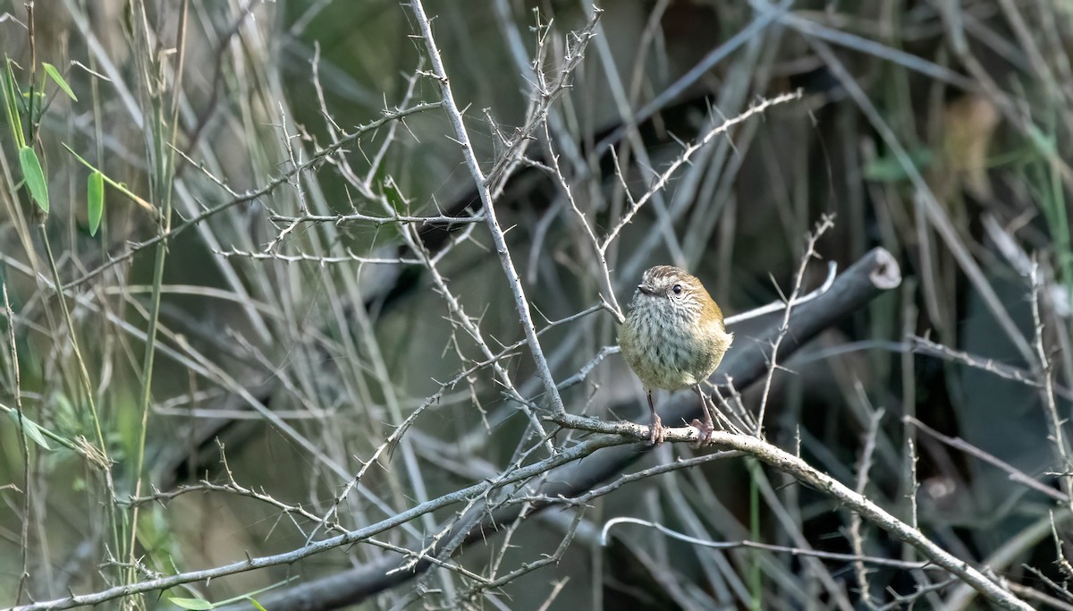 Striated Thornbill - ML620809469