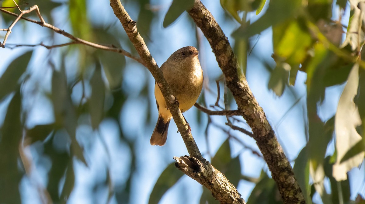 Buff-rumped Thornbill - ML620809481