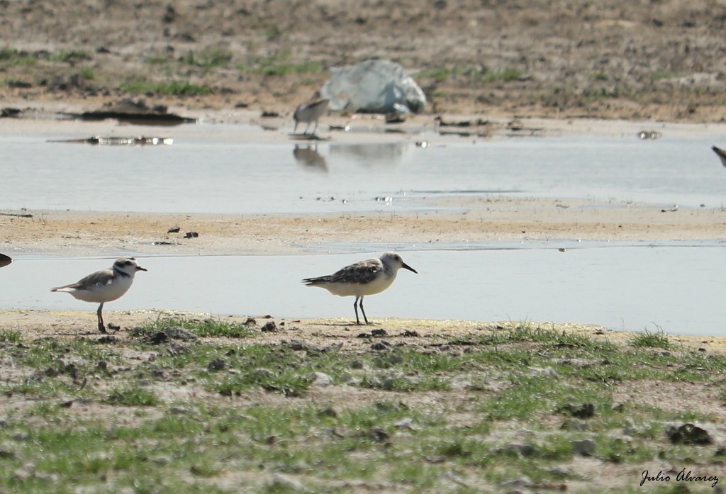 Sanderling - ML620809491