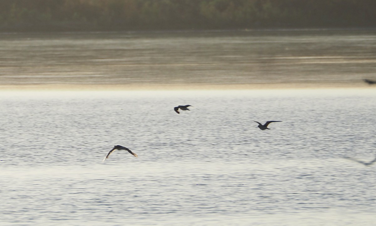 Charadriiformes, unbestimmt - ML620809493