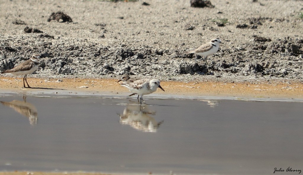 Sanderling - ML620809499