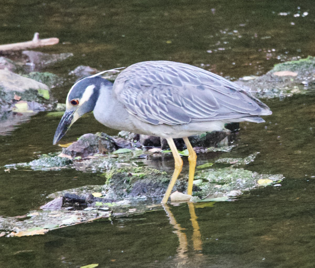 Yellow-crowned Night Heron - ML620809505