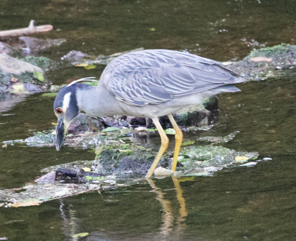 Yellow-crowned Night Heron - ML620809506