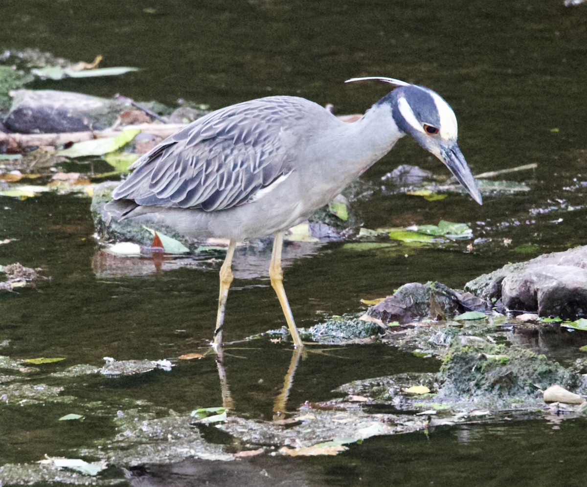 Yellow-crowned Night Heron - ML620809509