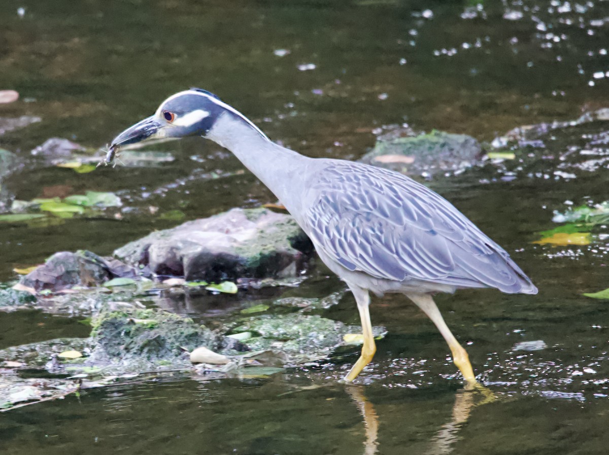 Yellow-crowned Night Heron - ML620809511