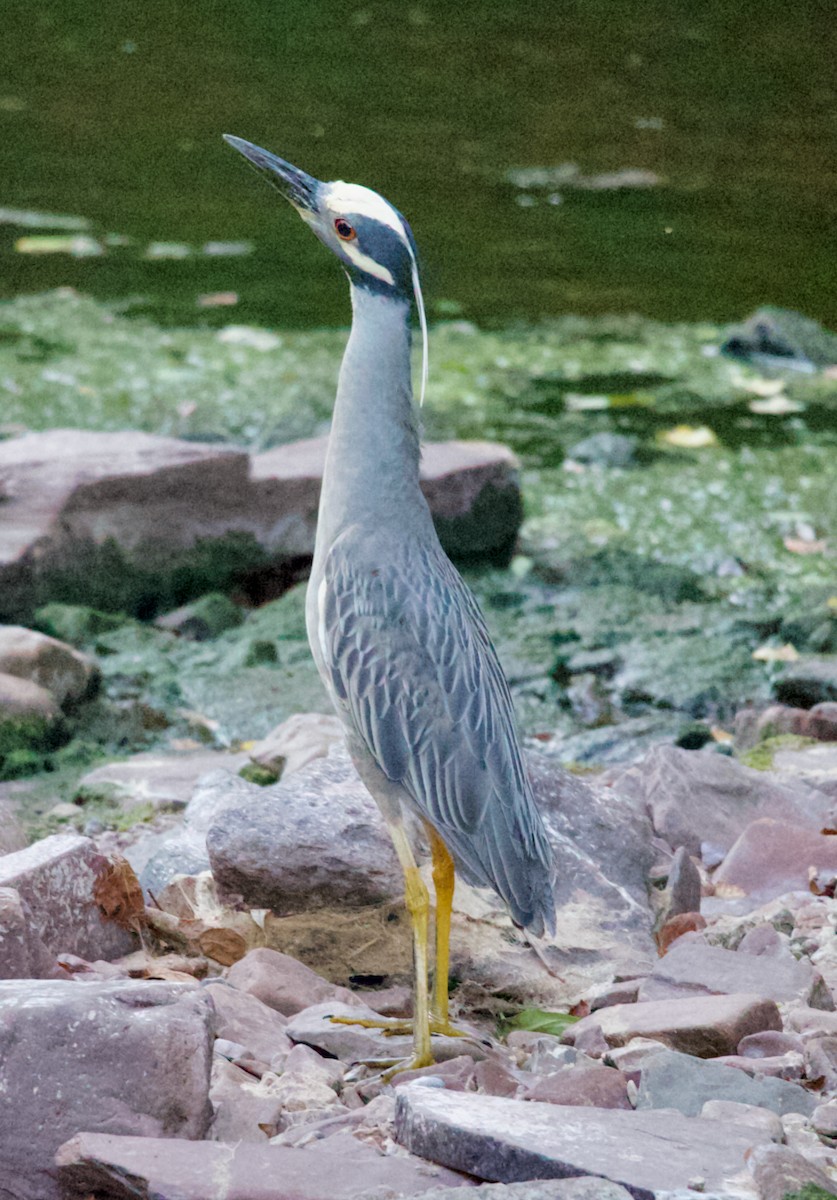 Yellow-crowned Night Heron - ML620809513