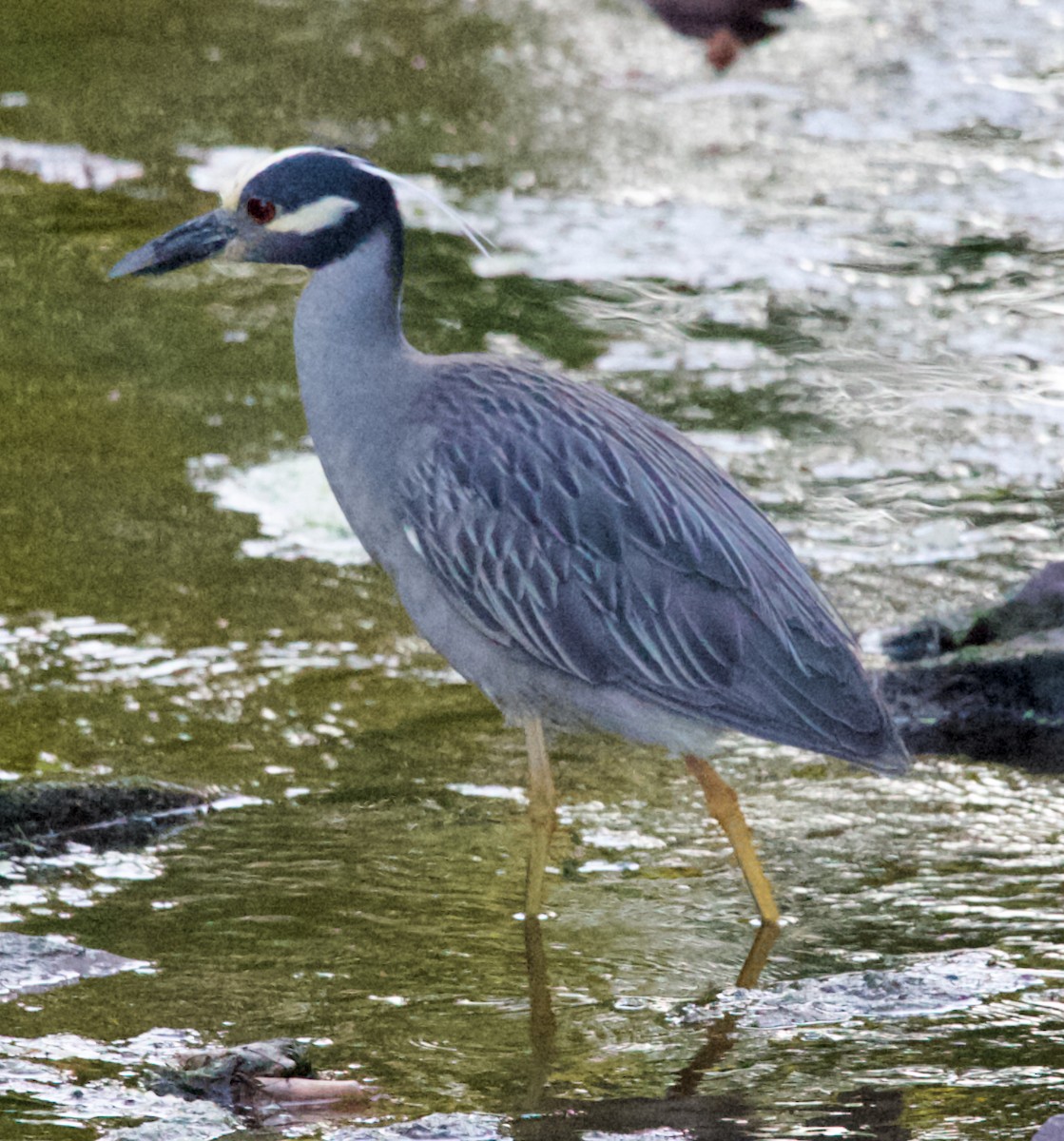 Yellow-crowned Night Heron - ML620809515