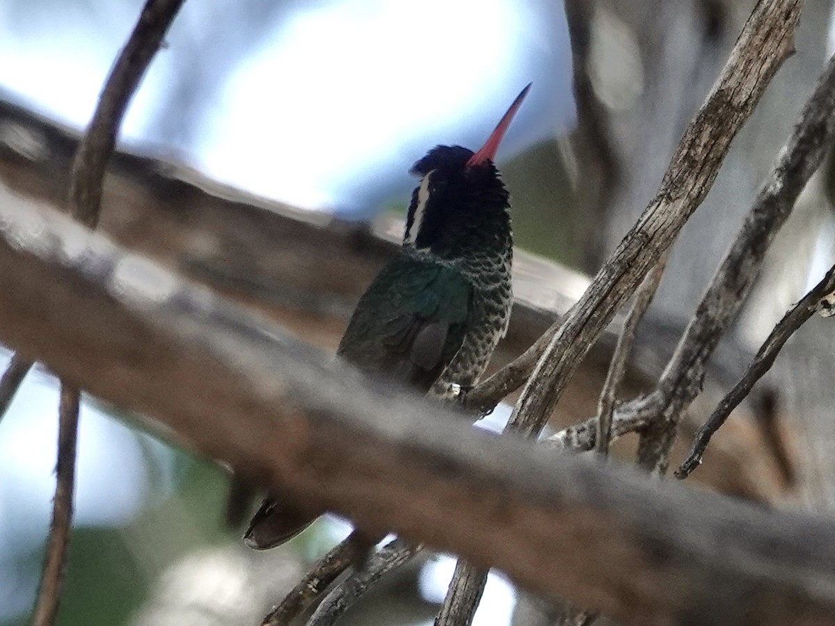 kolibřík bělouchý - ML620809525