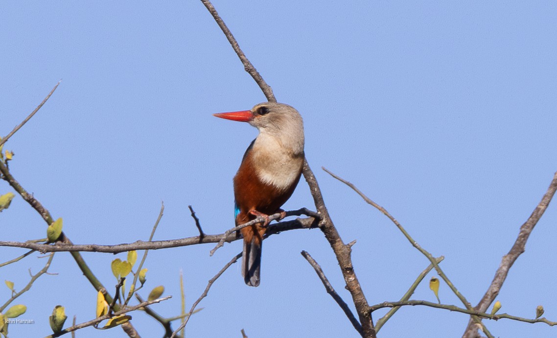 Martin-chasseur à tête grise - ML620809526