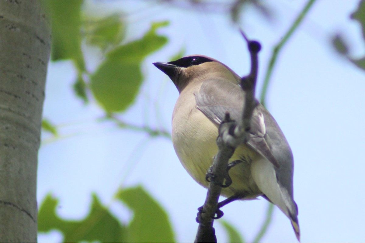 Cedar Waxwing - Zakary L’Abbé-Larivière