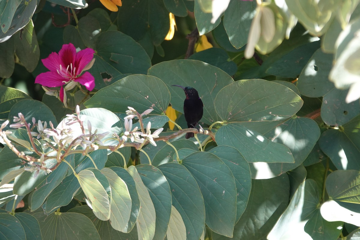 Amethyst Sunbird - ML620809535