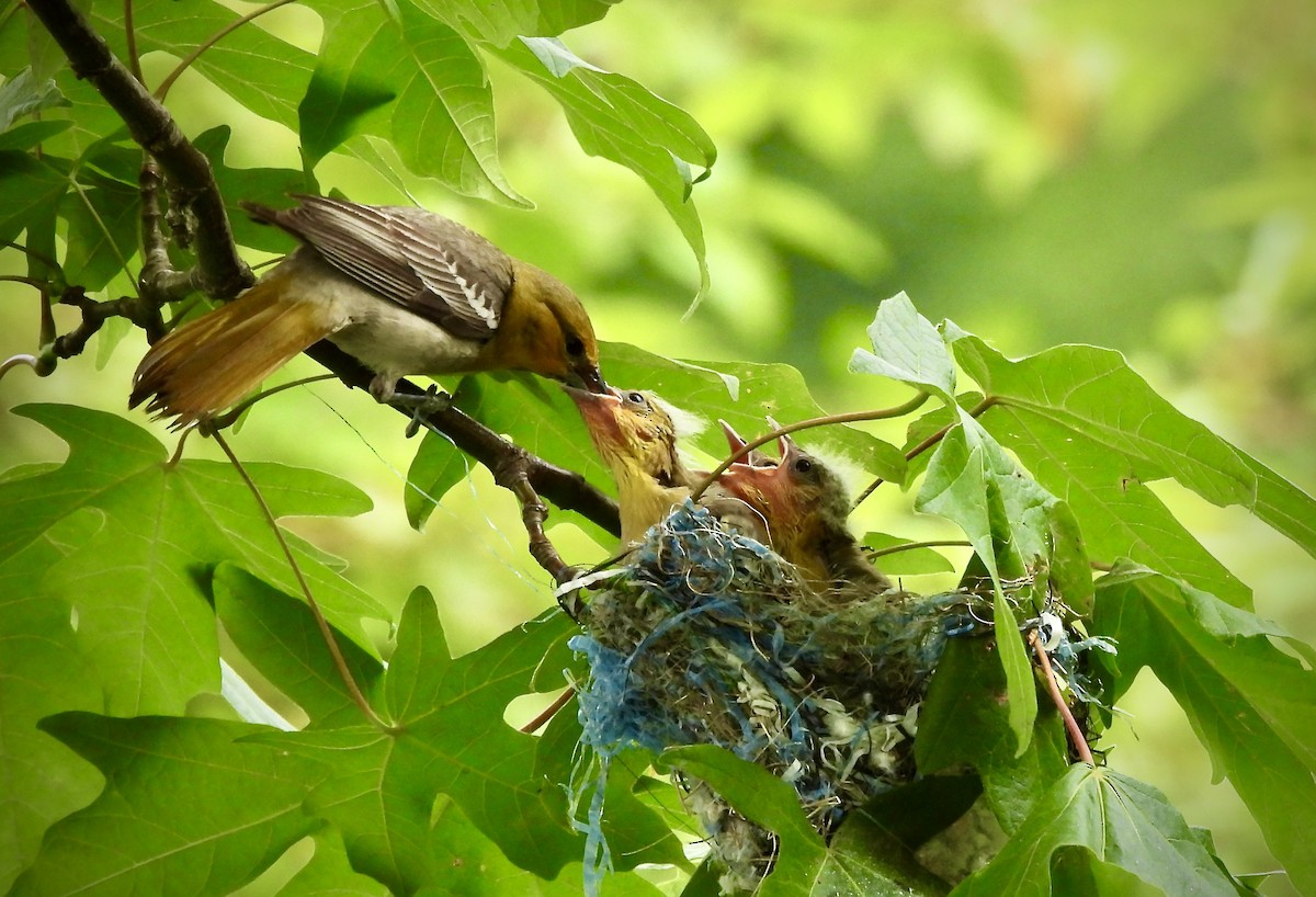 Bullock's Oriole - ML620809538