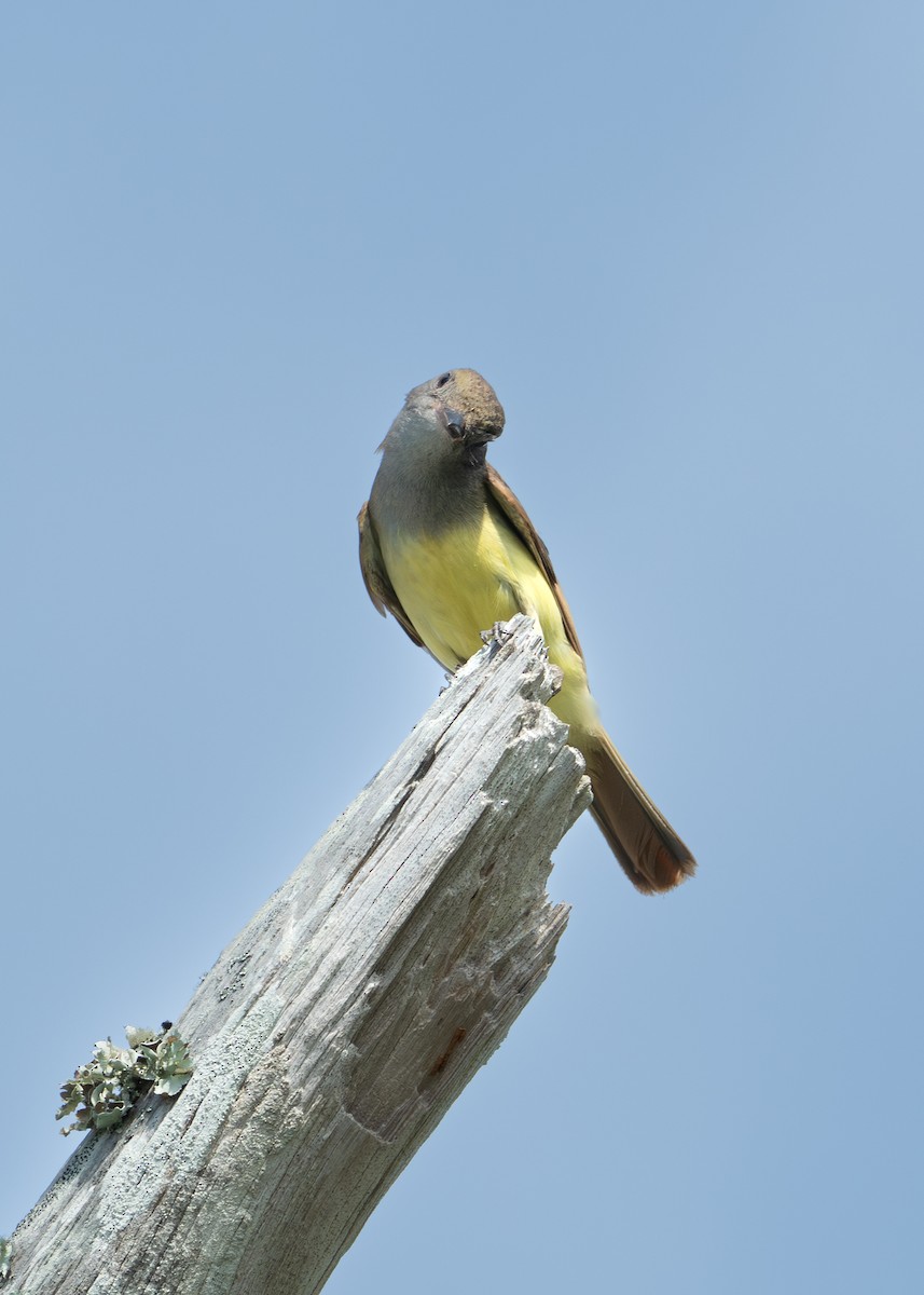 Great Crested Flycatcher - ML620809540