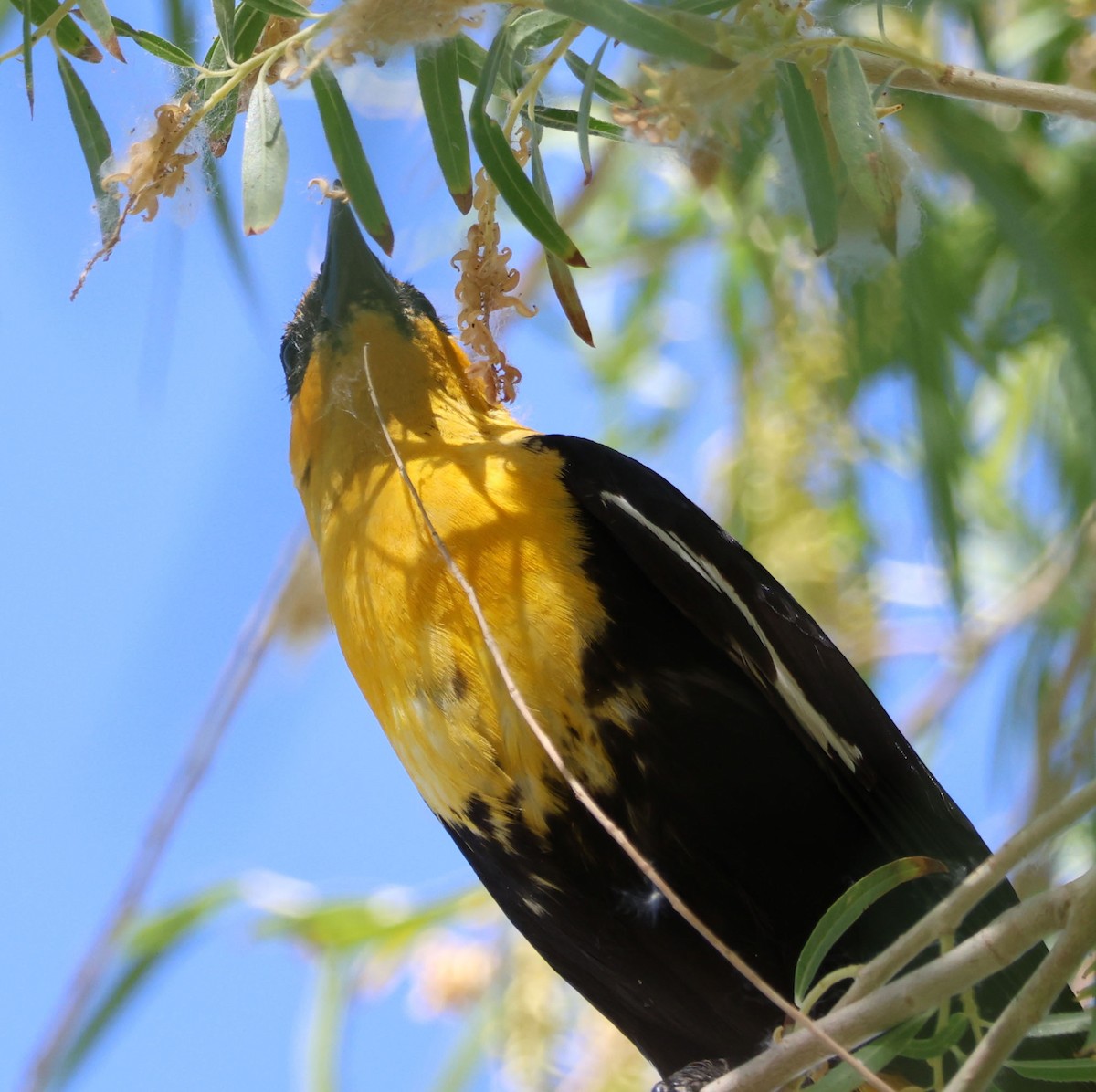 Yellow-headed Blackbird - ML620809541