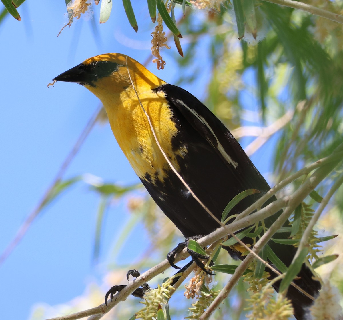 Yellow-headed Blackbird - Diane Etchison