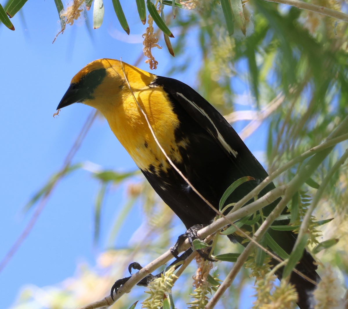 Yellow-headed Blackbird - ML620809543