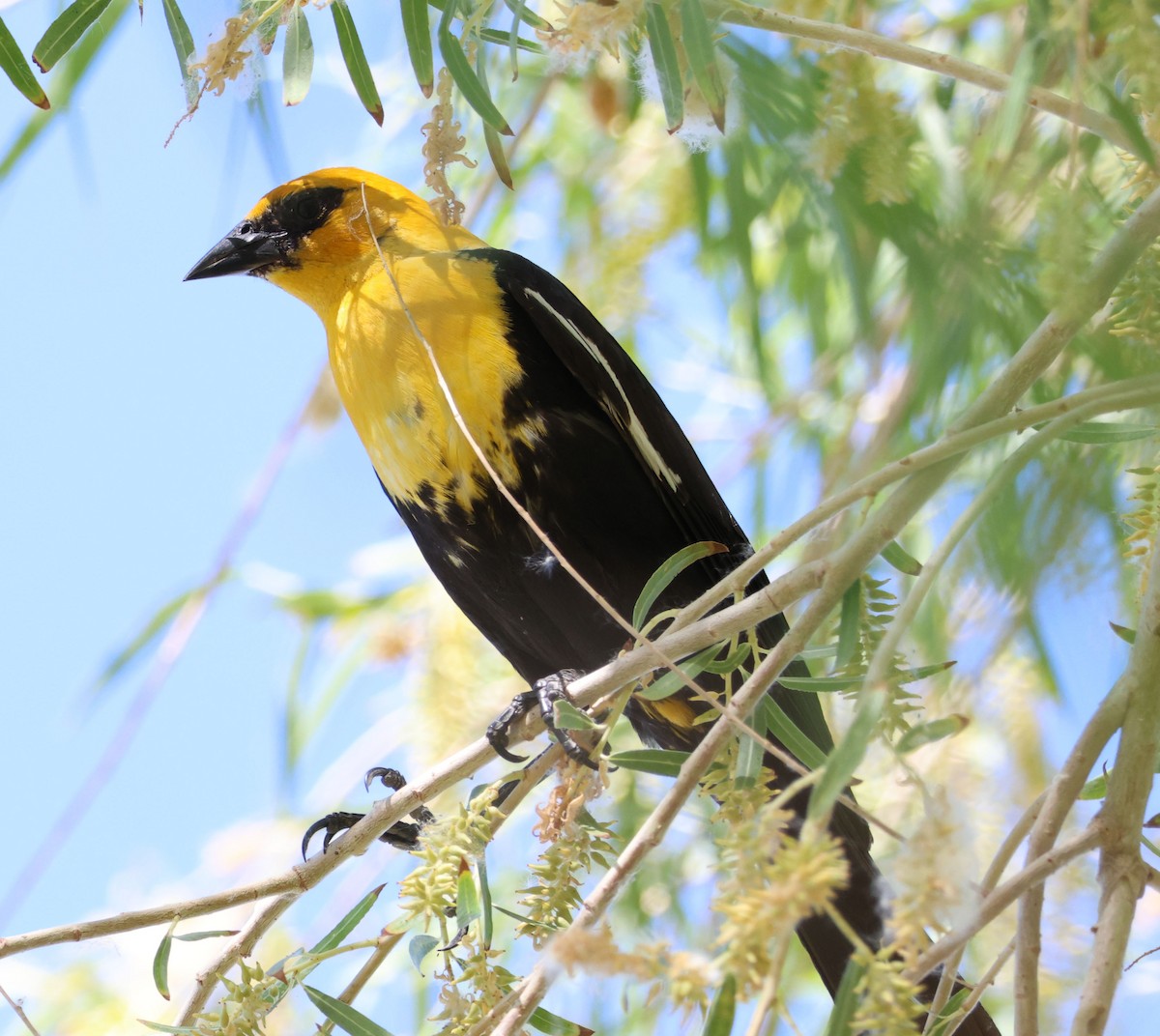 Yellow-headed Blackbird - ML620809544