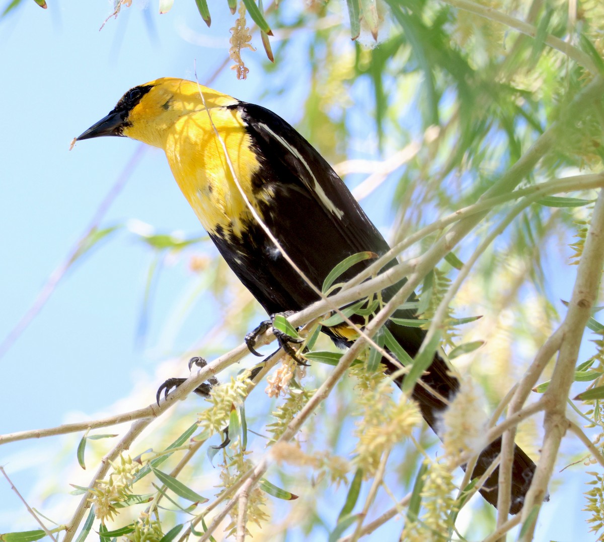Yellow-headed Blackbird - ML620809545