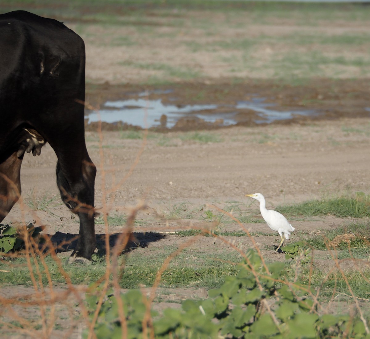 Western Cattle Egret - ML620809546