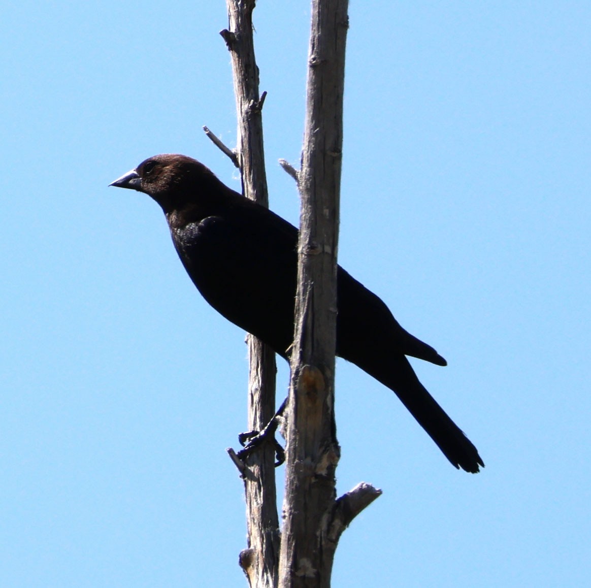 Brown-headed Cowbird - ML620809549