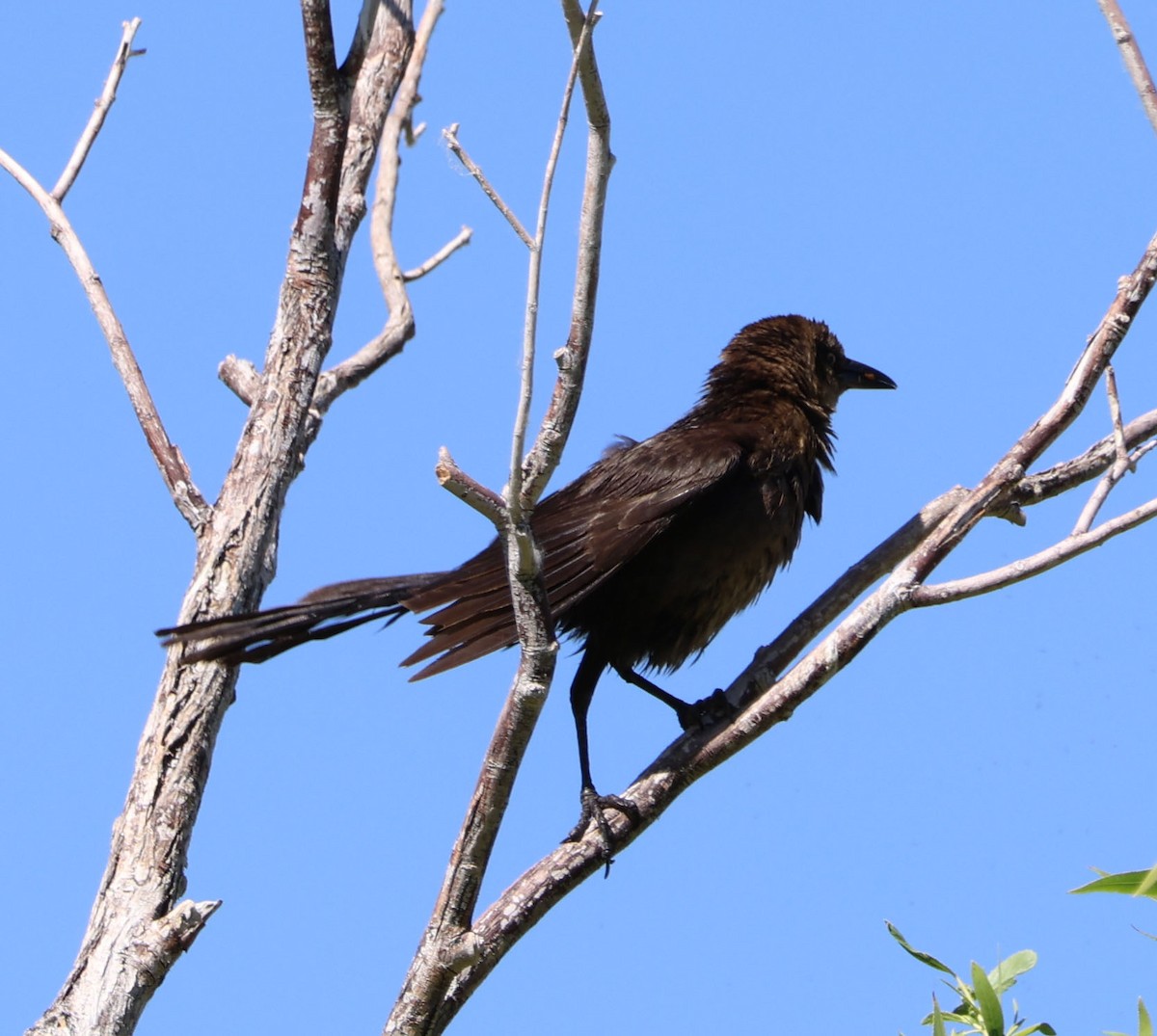 Great-tailed Grackle - ML620809550