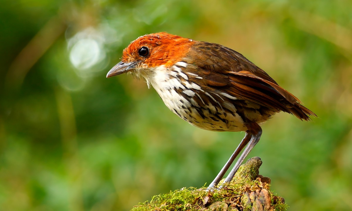 Chestnut-crowned Antpitta - ML620809552