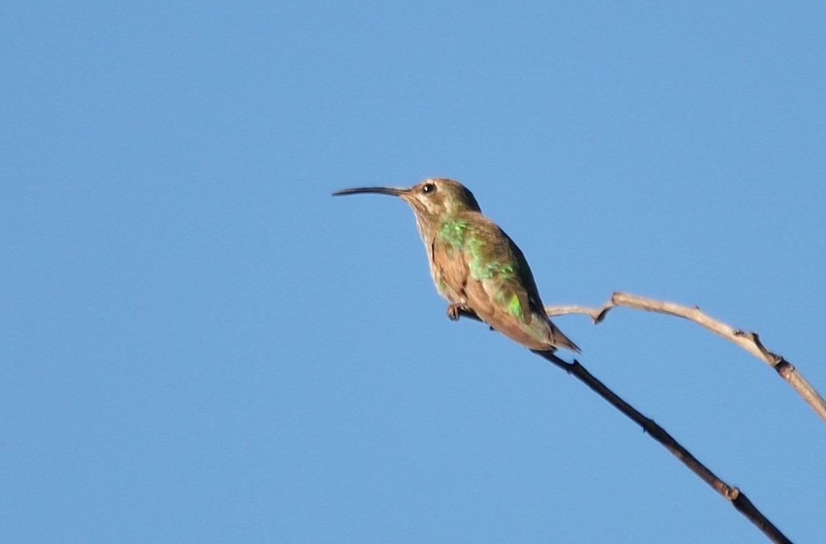 Colibrí Guainumbí - ML620809553